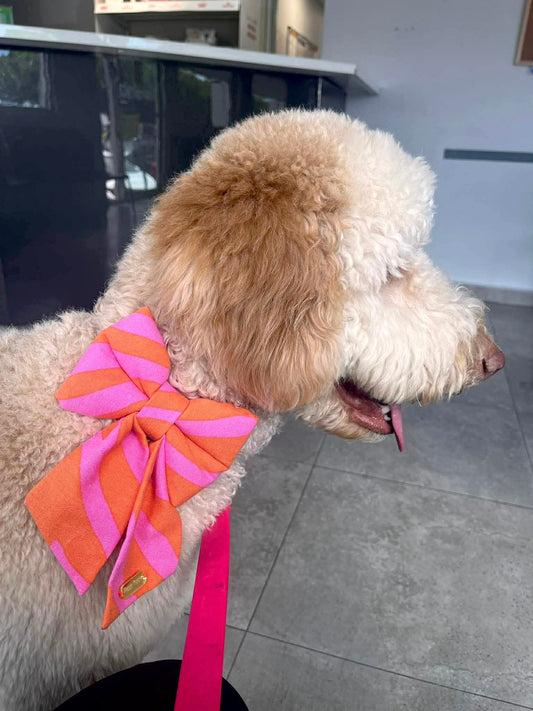 Perro usando un sailor bow Pink Sailor Bows de Happy Puppy Bandanas en rayas rosa y naranja, vista lateral en uso