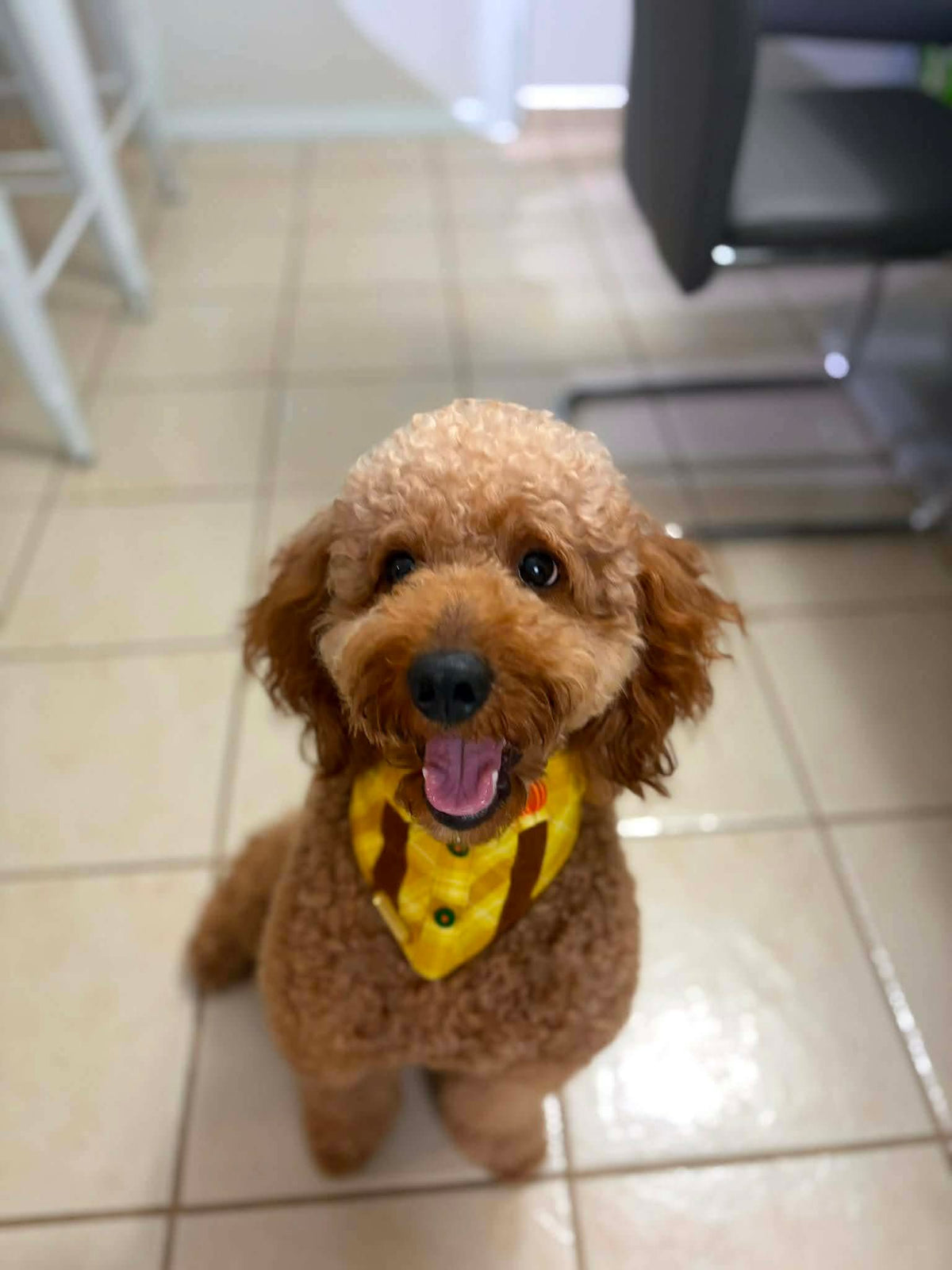 Pumpkin Spice - Plaid Autumn Dog Bandana with Straps