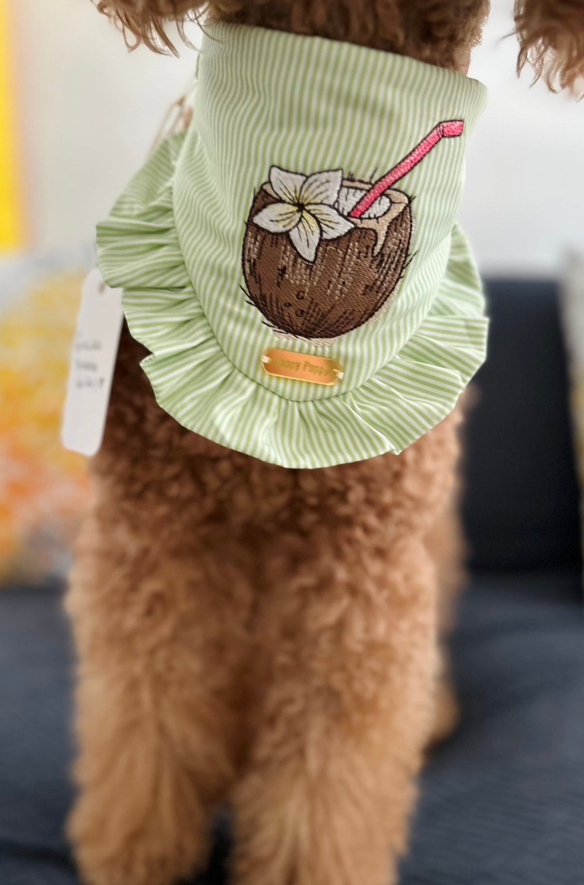Coconut – Bandana de Verano Verde con Coco Tropical para Perro