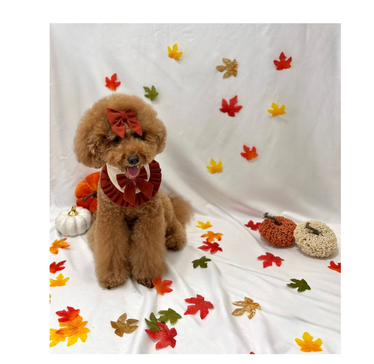 Fall-ing for You – Bandana de Otoño Crema con Lazo Vino para Perro