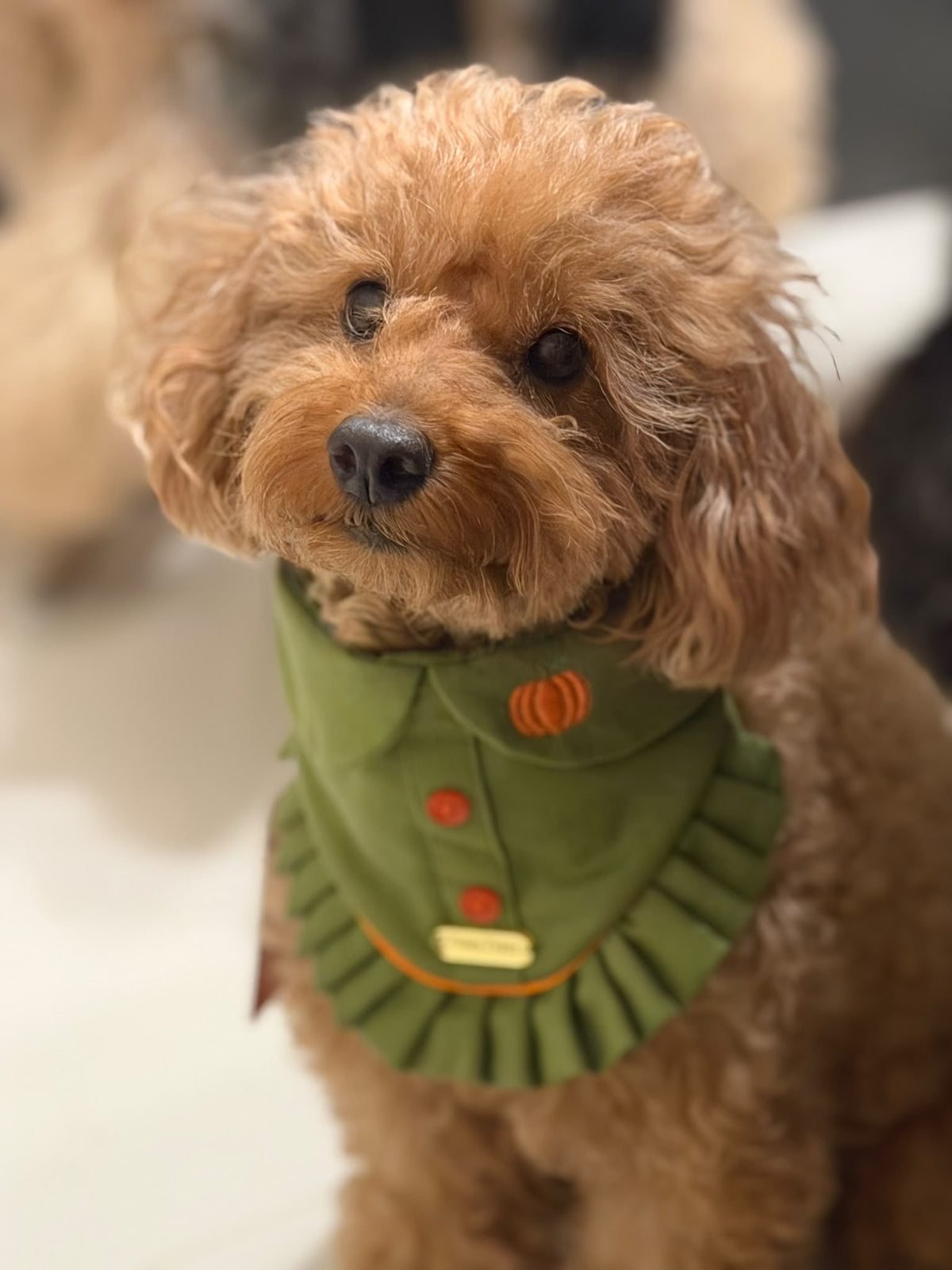 Pumpkin Patch - Olive Green Button-Up Autumn Dog Bandana