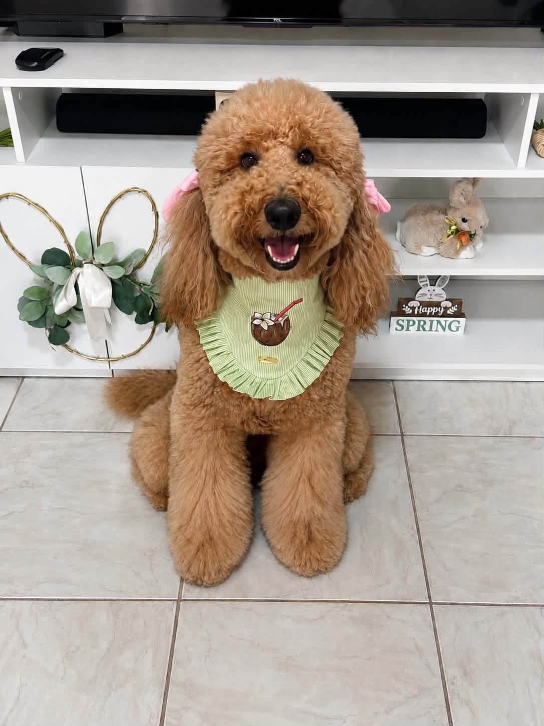 Coconut – Bandana de Verano Verde con Coco Tropical para Perro
