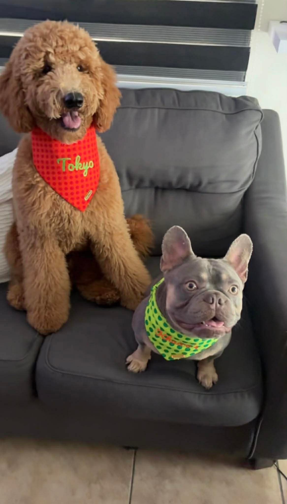 Polka Dots – Bandana de puntos para Perro en Varios Colores