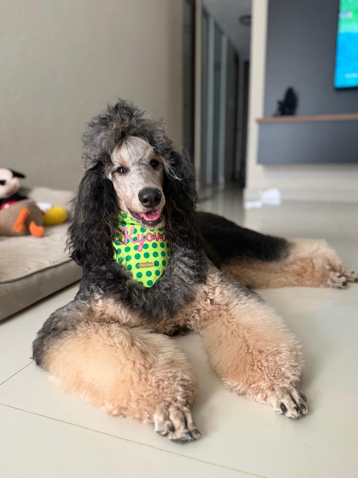 Polka Dots – Bandana de puntos para Perro en Varios Colores