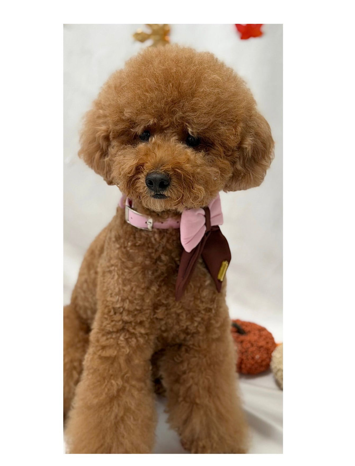 Autumn Sailor Bows – Lazos Sailor de Otoño para Collar de Perro