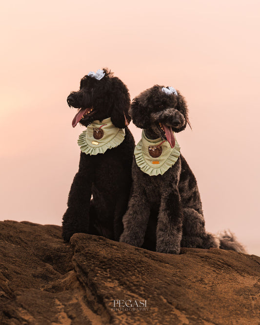 Coconut – Bandana de Verano Verde con Coco Tropical para Perro