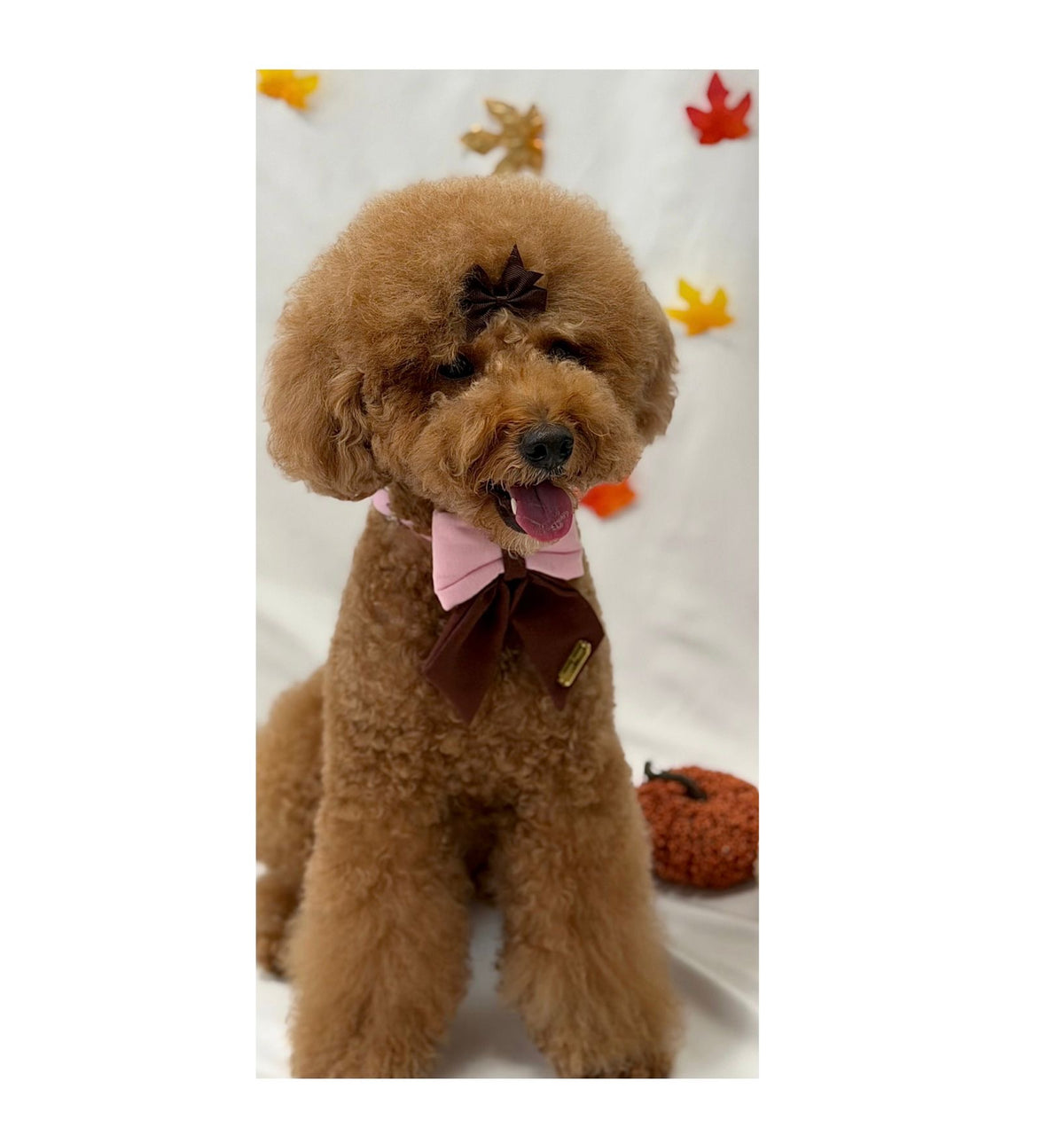 Autumn Sailor Bows – Lazos Sailor de Otoño para Collar de Perro