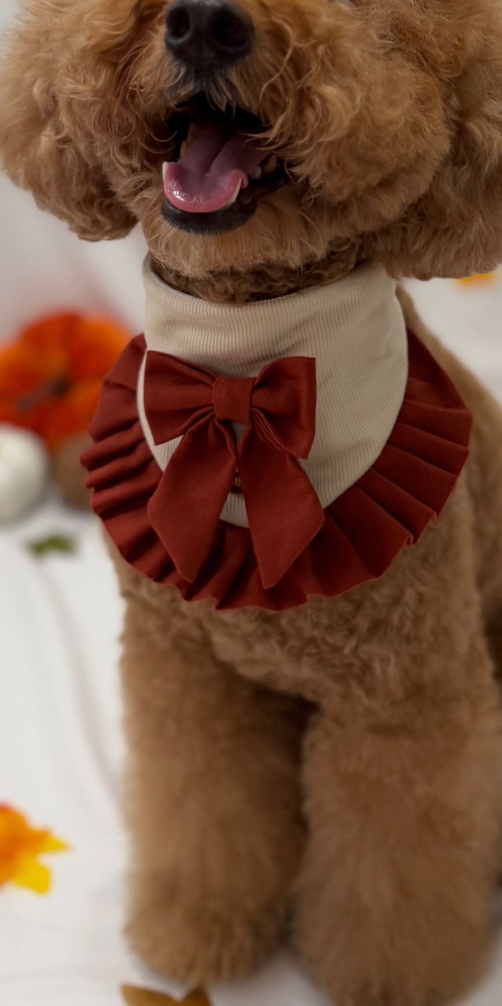 Fall-ing for You – Bandana de Otoño Crema con Lazo Vino para Perro
