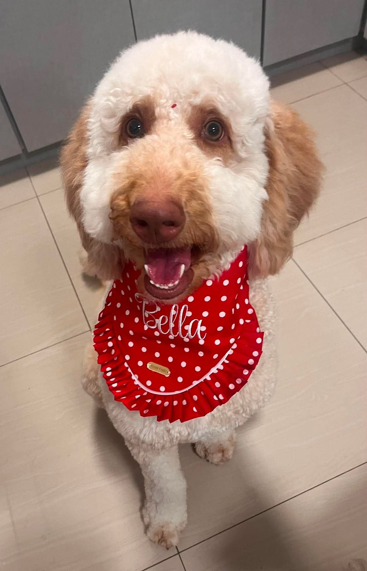 Polka Dots – Bandana de puntos para Perro en Varios Colores