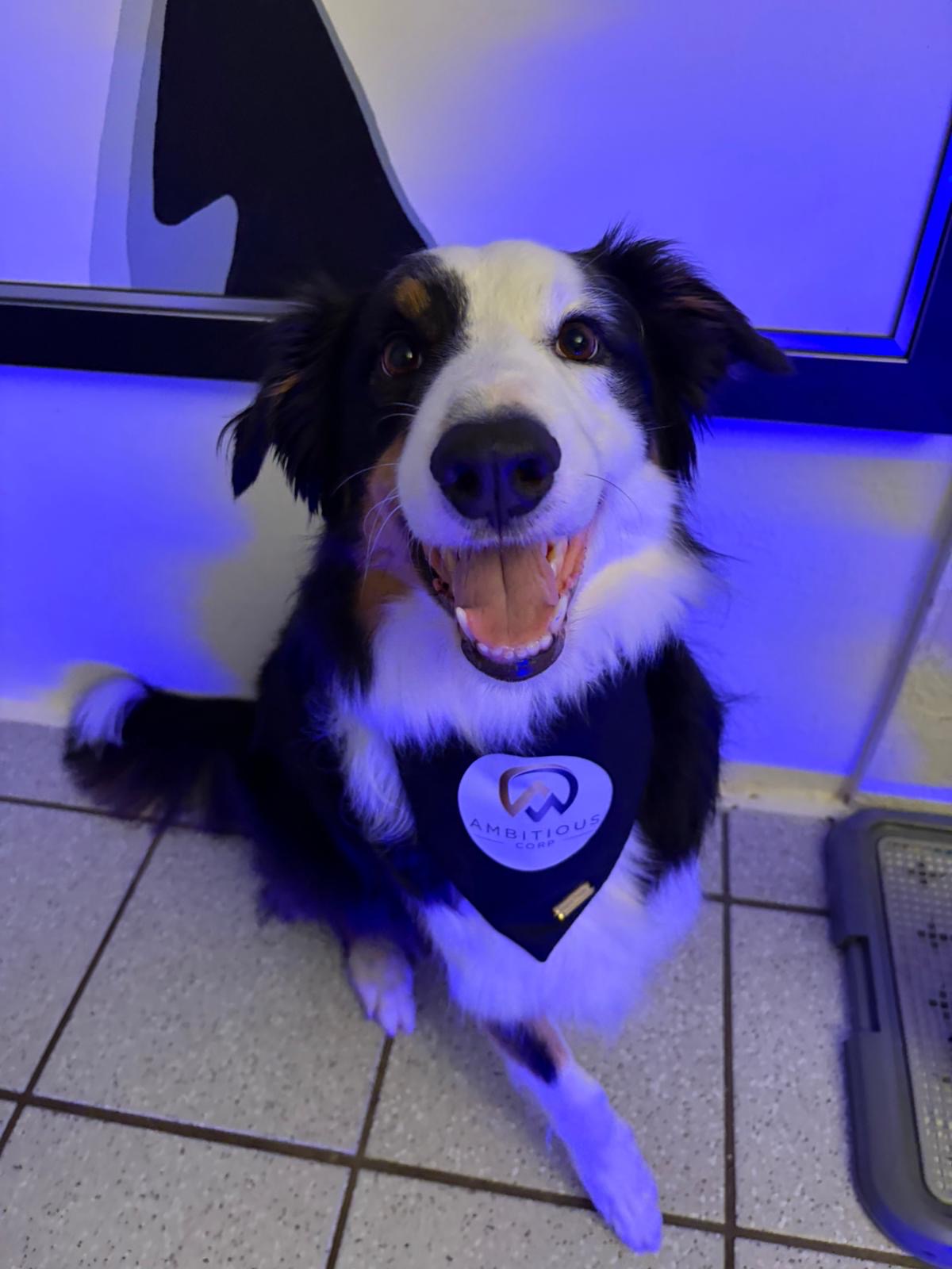 Bandanas Personalizadas con Logo para Perro – Bordado o Transfer