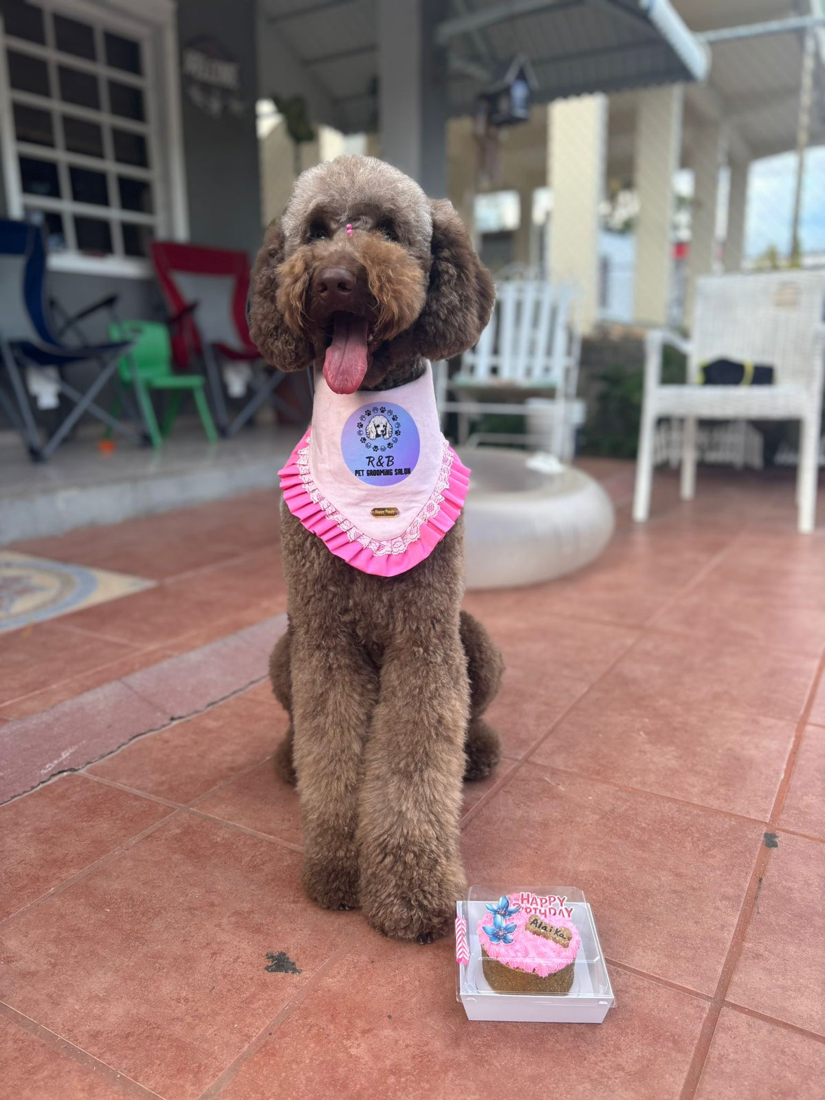 Perro usando una bandana personalizada con logo de Happy Puppy Bandanas, vista frontal en uso