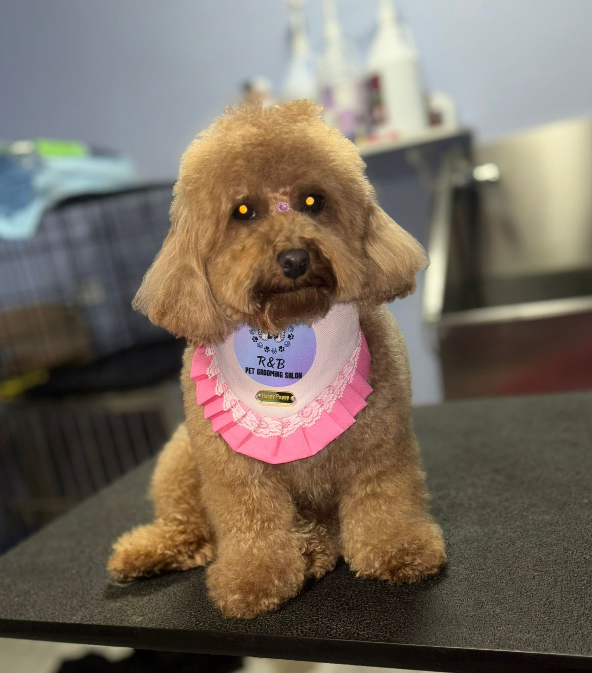 Perro caniche usando una bandana rosa personalizada con el logo de un salon de grooming y volante rosa, de Happy Puppy Bandanas