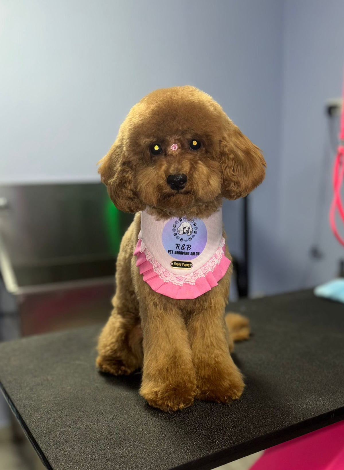 Perro caniche usando una bandana rosa personalizada con logo de salon de grooming y volante rosa de Happy Puppy Bandanas, vista frontal en uso