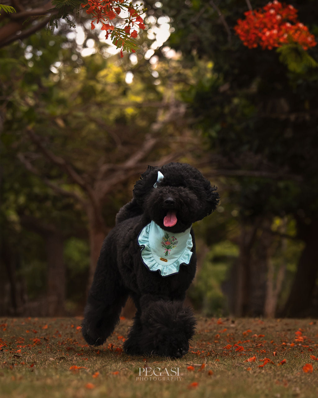 Poodle negro caminando al aire libre entre flores de flamboyán con una bandana bordada para perro de Happy Puppy Bandanas en verde menta, con ramo de flores y volante con ribete azul marino