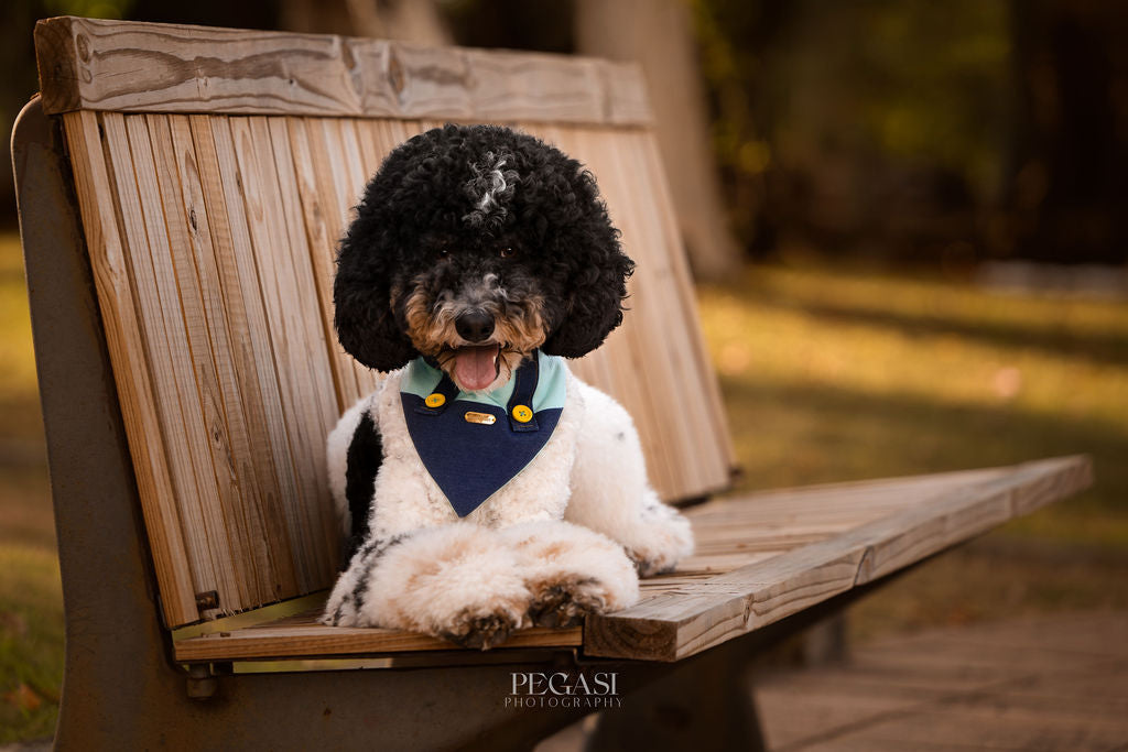 Poodle blanco y negro acostado en un banco de madera con una bandana para perro azul marino de Happy Puppy Bandanas, cuello celeste tipo peter pan, botones dorados y placa dorada personalizada