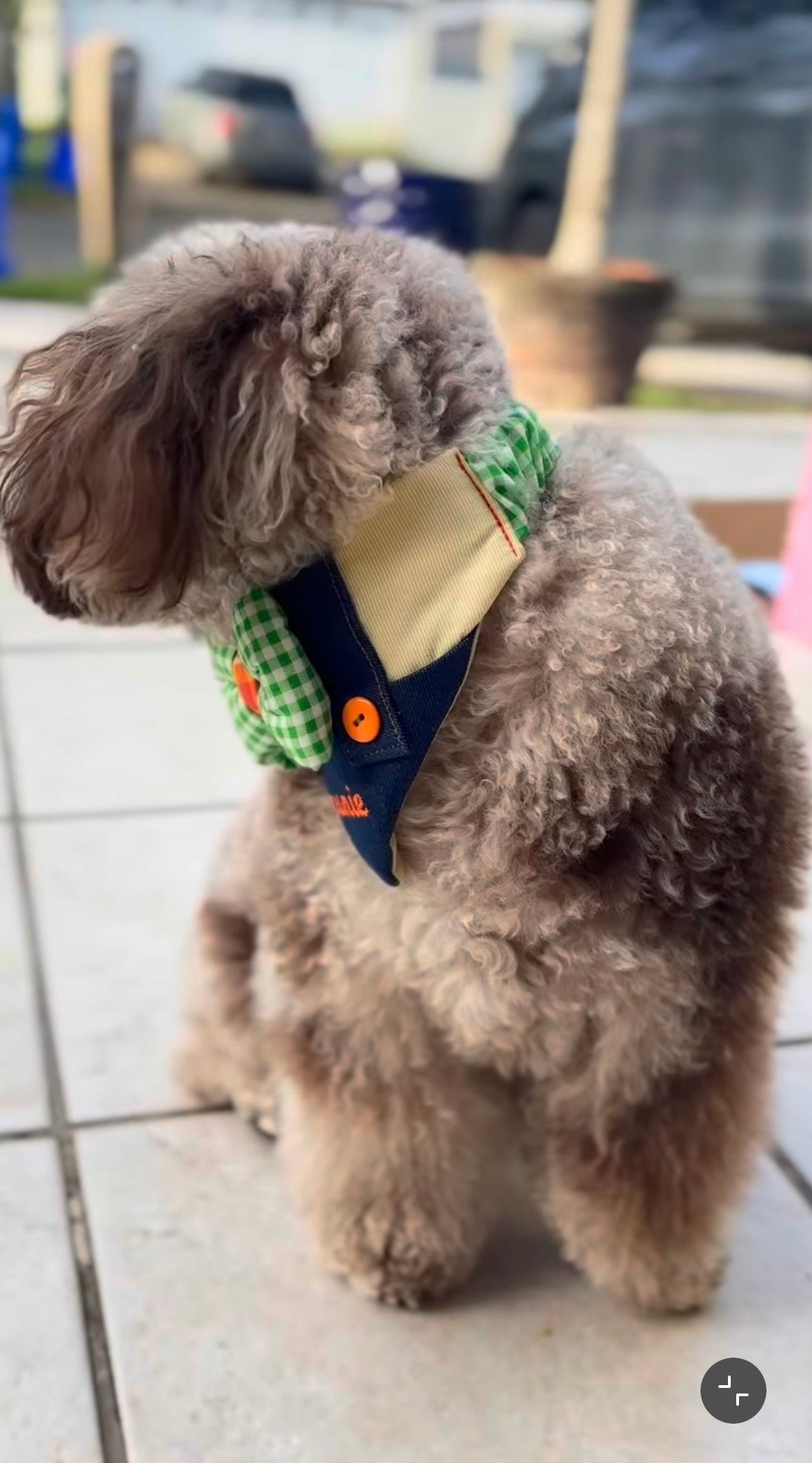 Perro usando la bandana Bunny Jumper Boy de Happy Puppy Bandanas en mezclilla con zanahorias bordadas y lazo de cuadros verde, vista frontal en uso