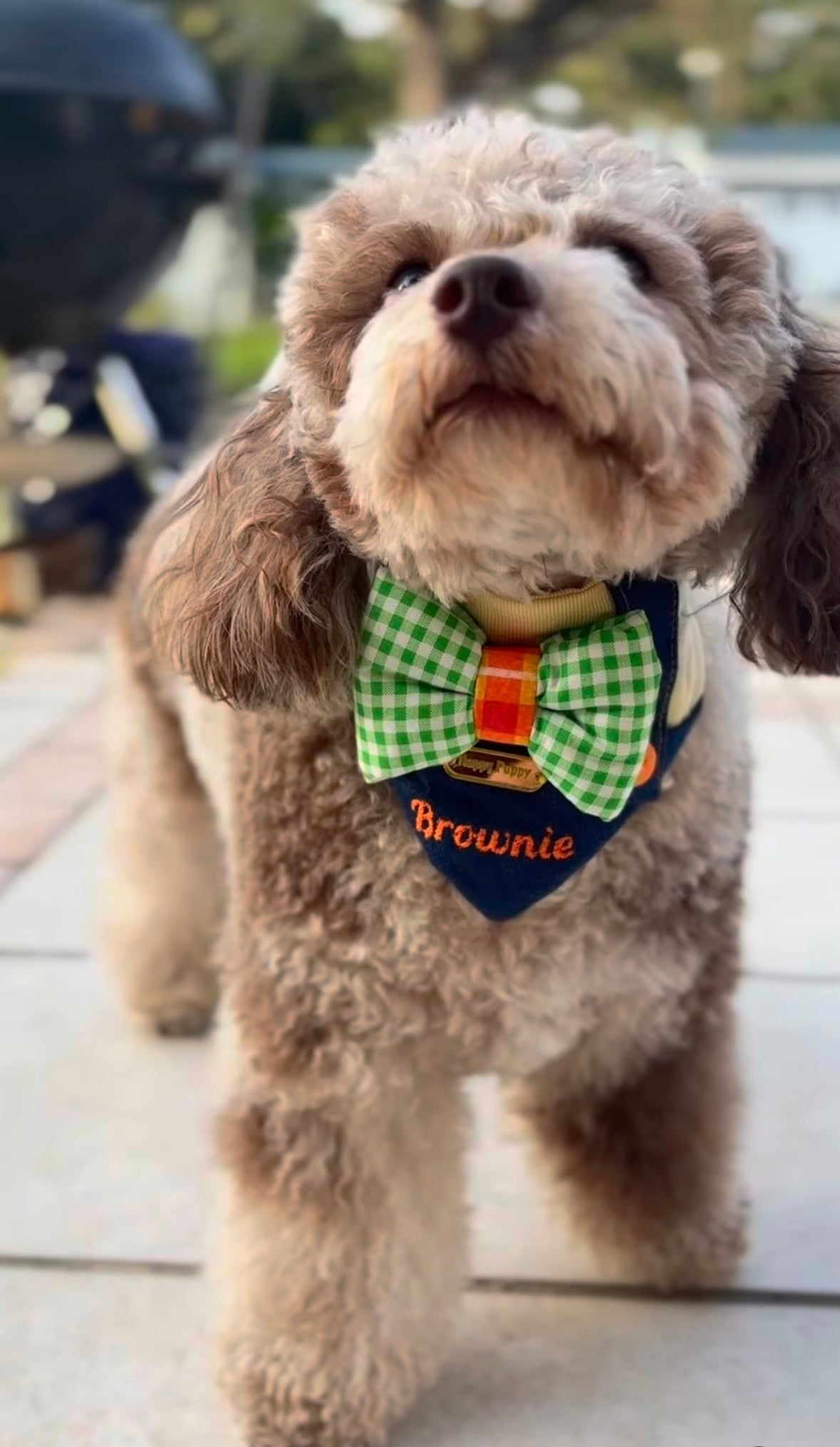 Perro usando la bandana Bunny Jumper Boy de Happy Puppy Bandanas en mezclilla con nombre bordado y lazo de cuadros verde, vista en uso