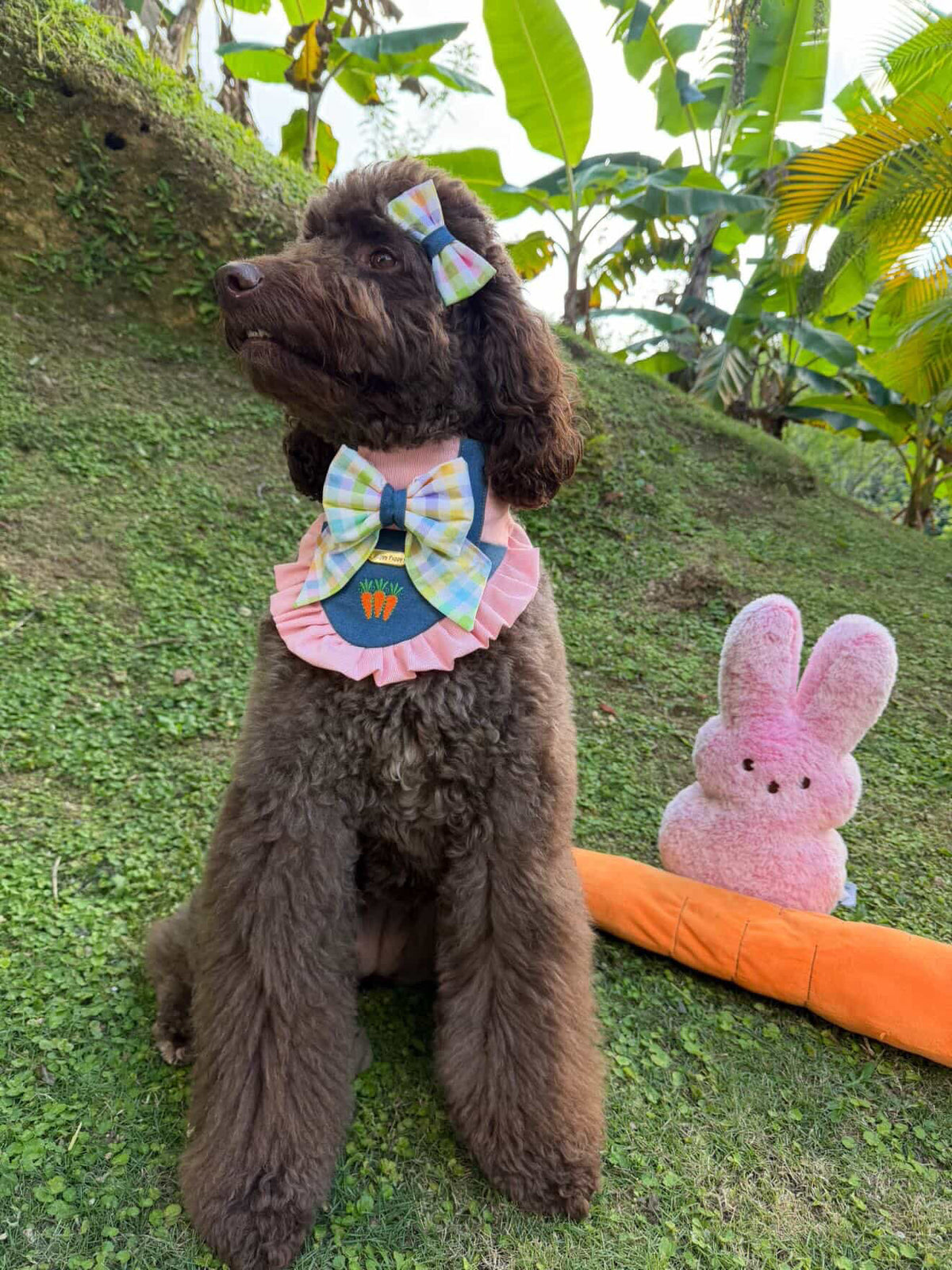 Perro usando la bandana Bunny Jumper Girl de Happy Puppy Bandanas con lazo de cuadros pastel, fotografiado al aire libre sobre grama