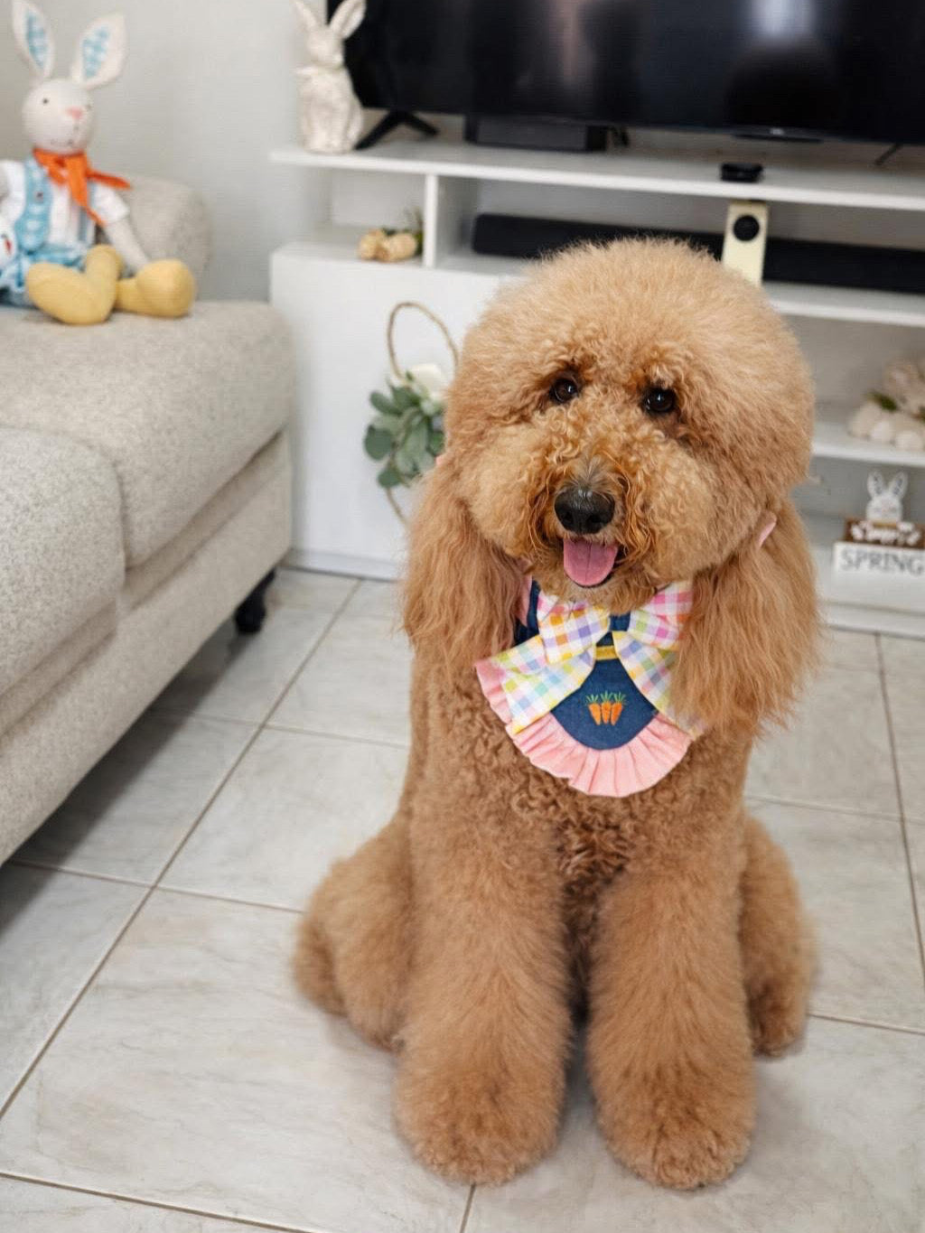 Perro caniche usando la bandana Bunny Jumper Girl de Happy Puppy Bandanas con lazo de cuadros pastel, fotografiado en interiores