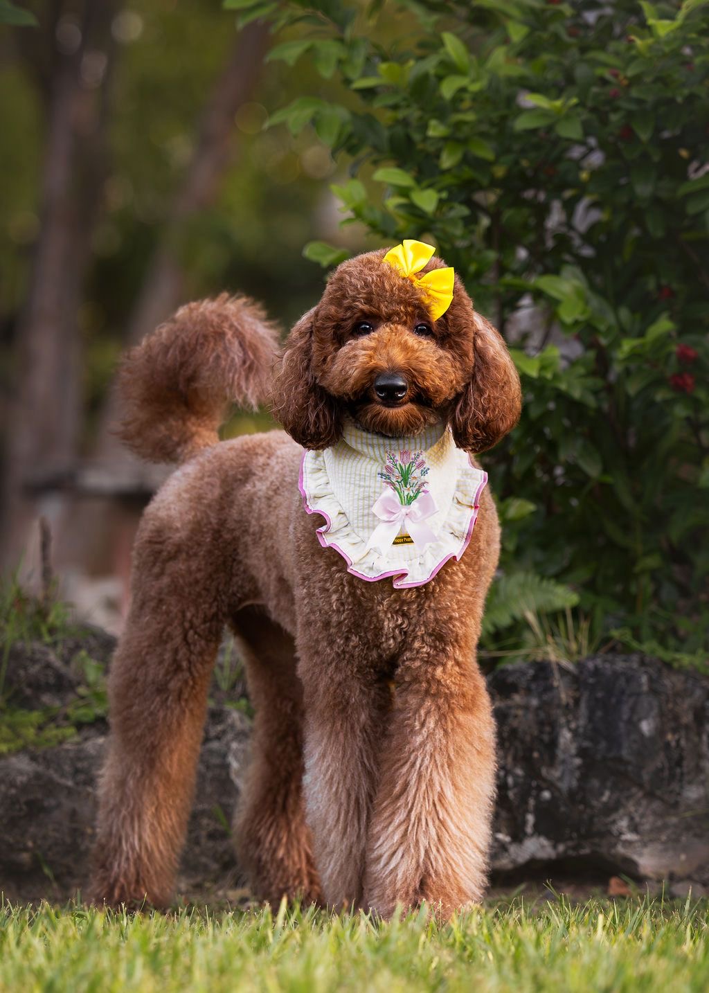 Perro caniche usando la bandana Flowers de Happy Puppy Bandanas en crema con volante rosa, fotografiado al aire libre