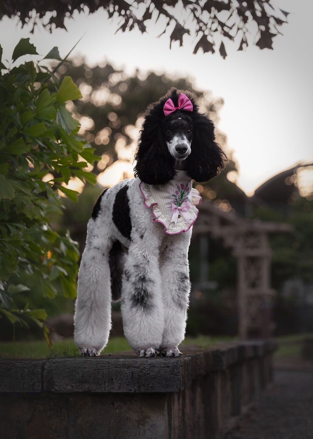 Perro caniche blanco y negro usando la bandana Flowers de Happy Puppy Bandanas en crema con volante rosa, vista frontal