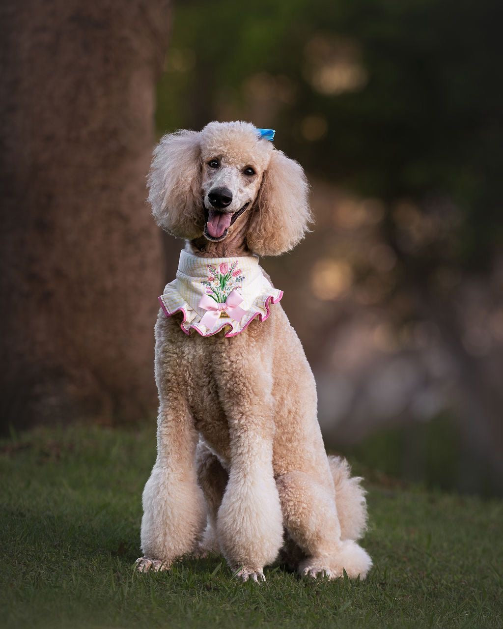 Perro caniche usando la bandana Flowers de Happy Puppy Bandanas en crema con volante rosa, fotografiado en un jardin