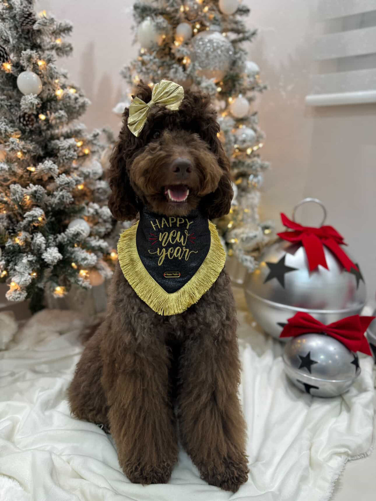 Perro caniche usando la bandana Happy New Year de Happy Puppy Bandanas en negro con letras y fleco dorado, frente a un arbol de Navidad