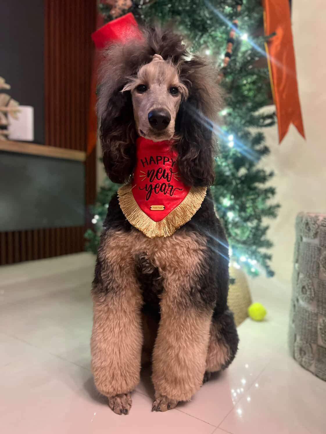 Perro caniche usando la bandana Happy New Year de Happy Puppy Bandanas en rojo con letras y fleco dorado, vista frontal en uso