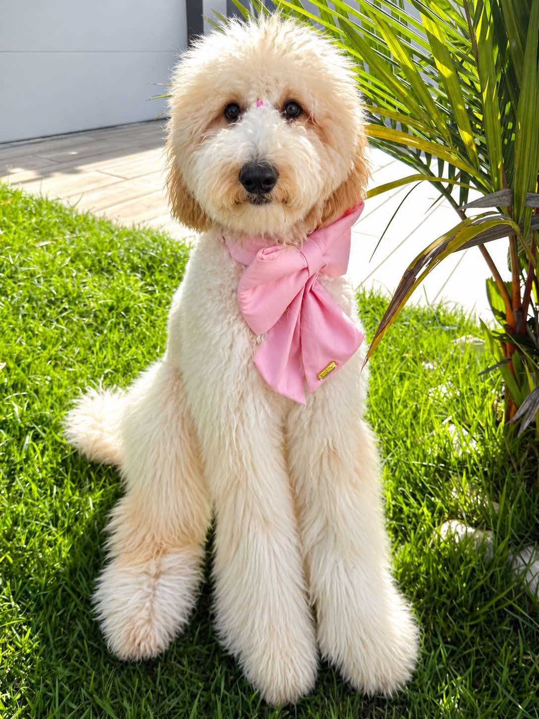 Perro golden doodle usando el sailor bow Light Pink Sailor Bow de Happy Puppy Bandanas en rosa claro en el collar, al aire libre