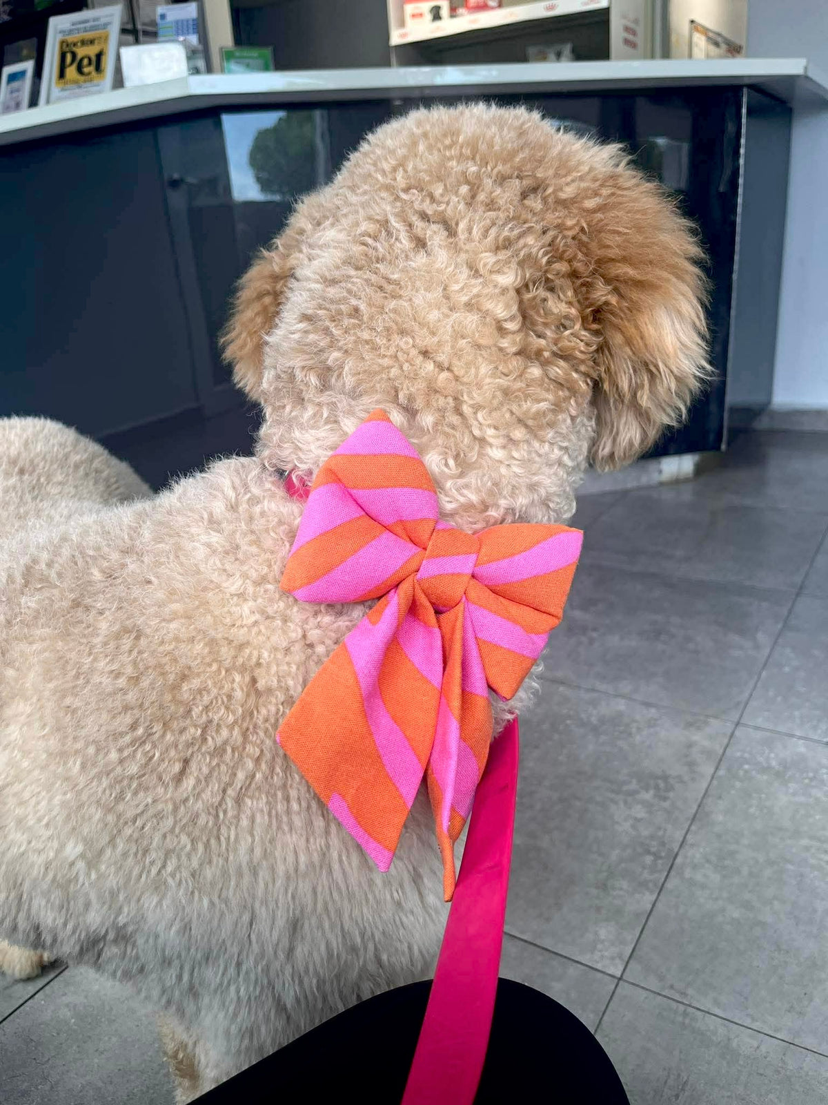 Perro usando un sailor bow Pink Sailor Bows de Happy Puppy Bandanas en rayas rosa y naranja sobre correa rosa, vista en uso
