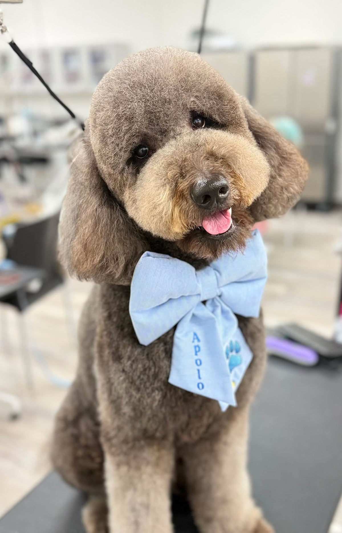 Perro usando un sailor bow personalizado de Happy Puppy Bandanas en azul claro con nombre bordado en el collar, vista en uso