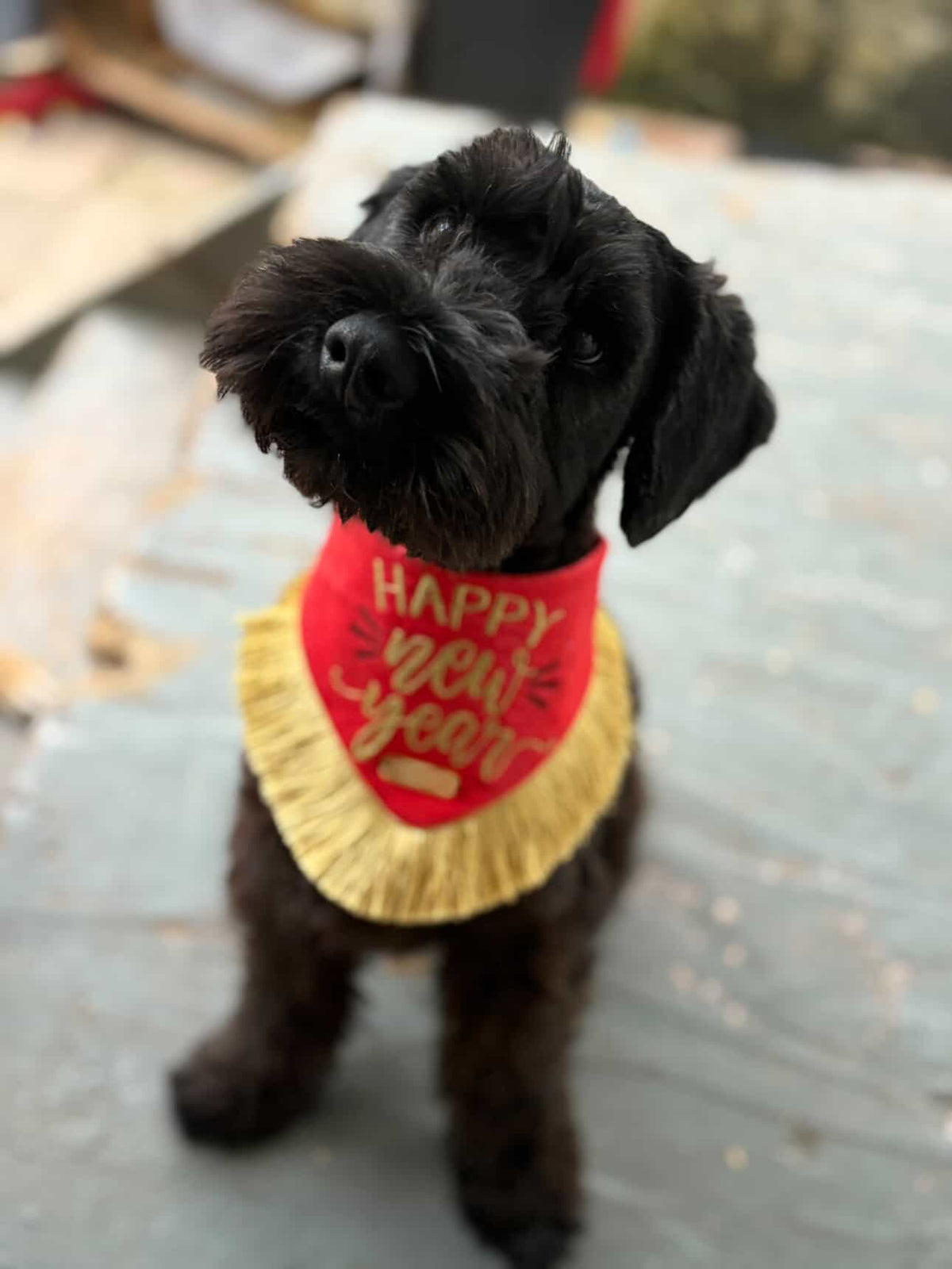 Happy New Year – Bandana de Año Nuevo para Perro con Flecos Dorados